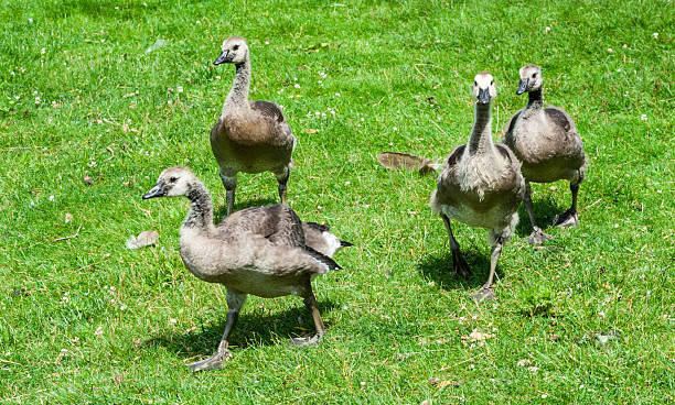istock Group of juvenile Canada Geese walking 491022162