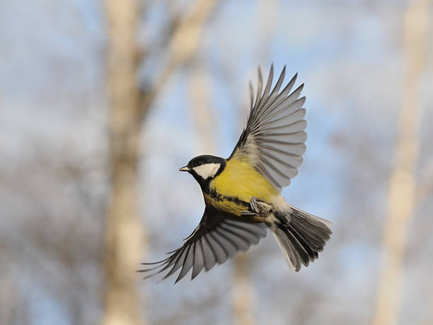 istock Flying Great Tit against autumn background 491024484