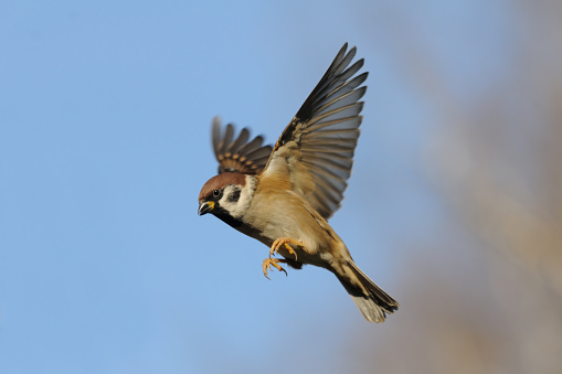Flying Eurasian Tree Sparrow (Passer montanus) in autumn. Moscow region, Russia