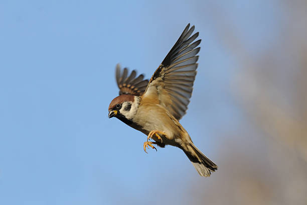 flying дерево sparrow с ярко-голубой небесный фон - tree sparrow стоковые фото и изображения