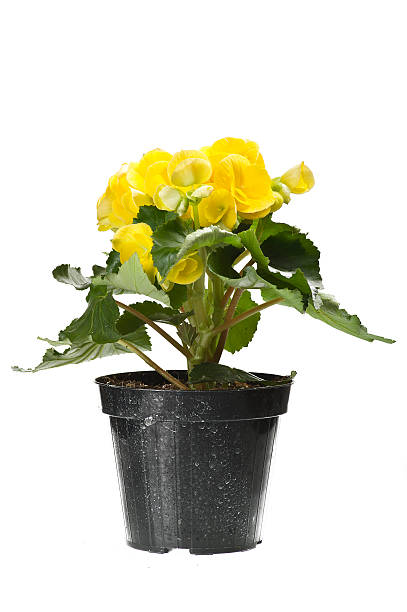 istock yellow begonia flowers 491025530