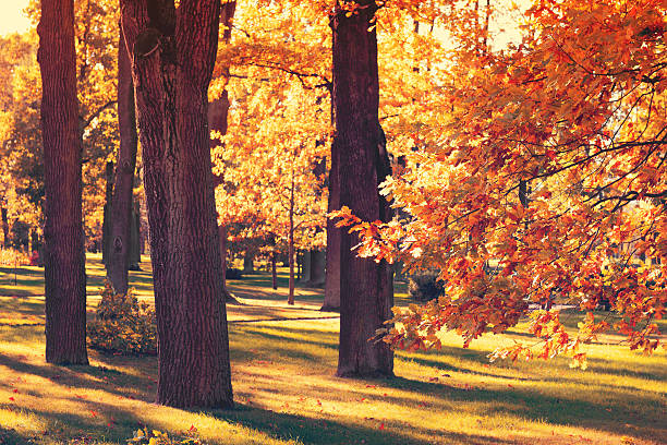 istock Autumn in the Park 491025826
