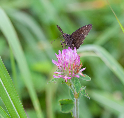 Northern Cloudywing Skipper (Thorybes pylades) on Red Clover
