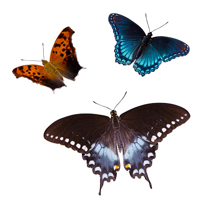 Three butterflies on a white background with a clipping path.