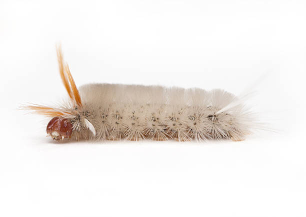 Sycamore Tussock Moth Caterpillar (Halysidota harrisii) on a white background