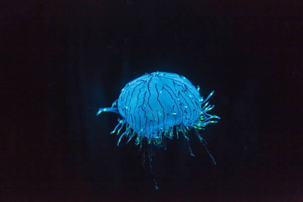 istock Flower hat jellyfish, Olindias formosa 491026012