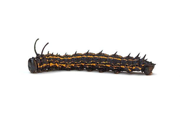 istock Peiglers Oakworm Moth Caterpillar 491026108