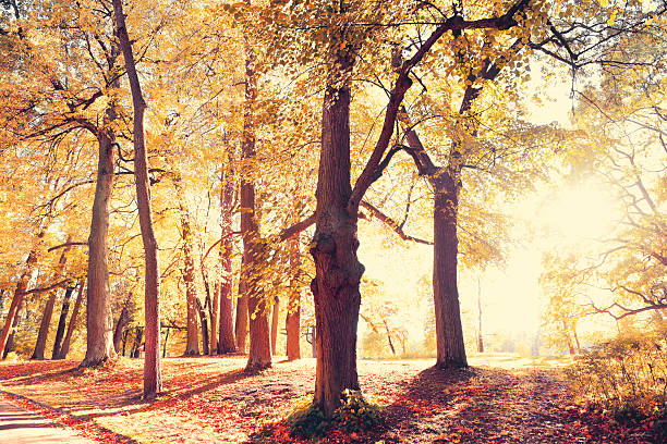 istock Autumn in the Park 491026168