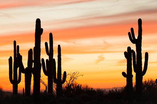 Silhouette of Saguaro Cacti and Ocotillo with vibrant cloudscape sunset.