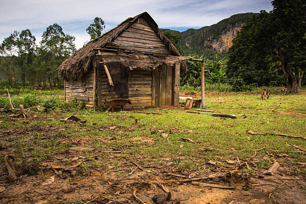 istock Tobacco plantation in Vinales Valley,Cuba. 491027628