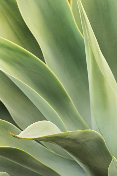 istock Agave Succulent Plant Leaves 491043092