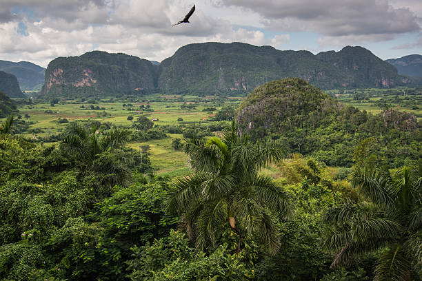istock Panoramic view over landscape with mogotes in Cuba 491043218
