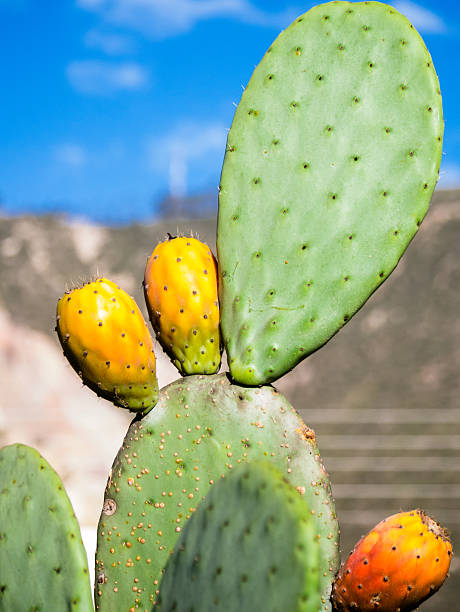 Prickly pear Tuna plant with three ripe fruits nopal fruit stock pictures, royalty-free photos & images