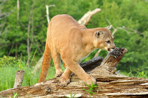 istock Adult Mountain Lion walking over a log. 491043338