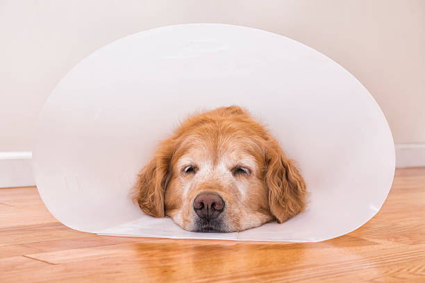 istock Senior dog wearing e-collar after surgery 491043432