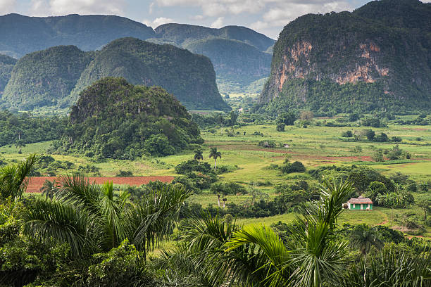 istock Panoramic view over landscape with mogotes in Cuba 491043538