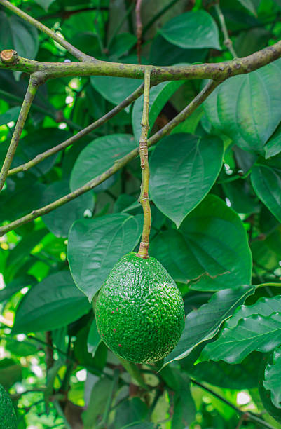 Avocados