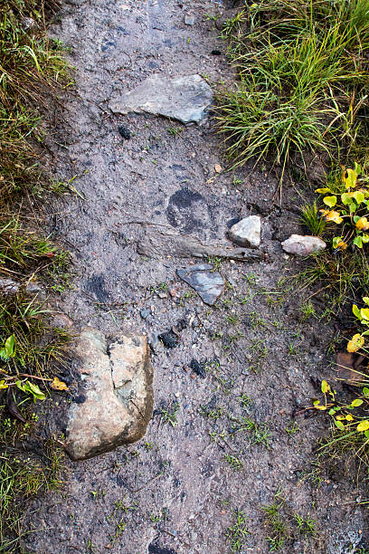 Image of a wet trail that is scattered with stones and lined with grass.  The rain soaked pathway is slippery and a dangerous walking surface.