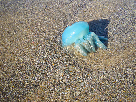 Blue jelly fish on sand