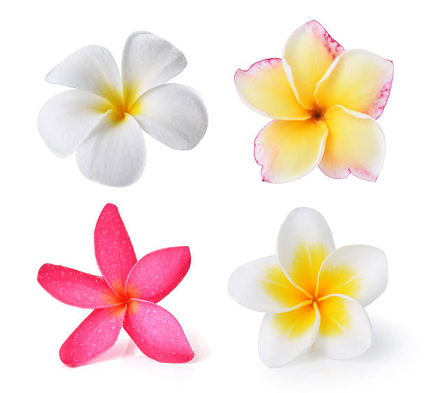 istock Frangipani flower isolated on white background 491048238