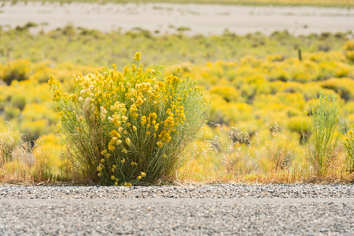 This is a horizontal, color, royalty free stock photograph of yellow, flowering sagebrush that covers the roadside of the rural desert landscape along Nevada's Highway 50. Photographed with a Nikon D800 DSLR camera on a hot September day.