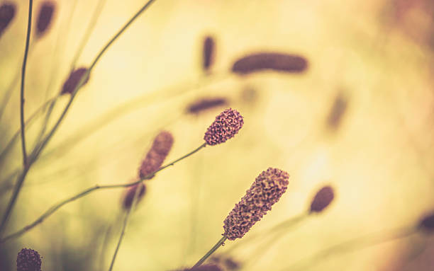 istock Wildflowers rustling in a soft summer breeze 491049120