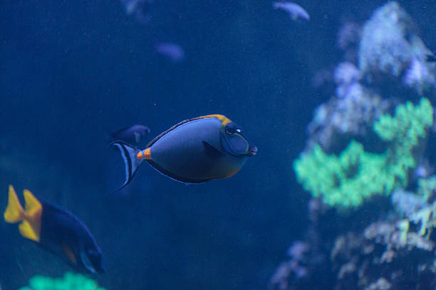 istock Orangespine unicornfish, Nose lituratus 491049544