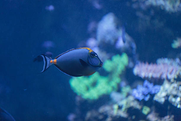 istock Orangespine unicornfish, Nose lituratus 491049620