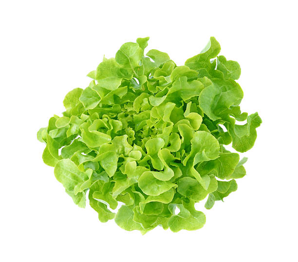 istock fresh green lettuce leaves isolated on white 491049698