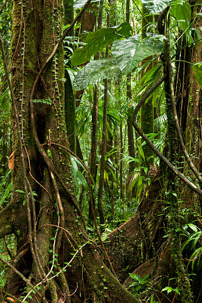 istock Rainforest jungle with vines in Dominica 491049726