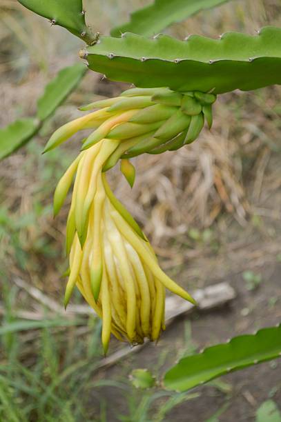 istock Blossom white flower of dragon fruit 491050582