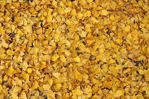 istock ginkgo leaves on the ground in autumn 491050626