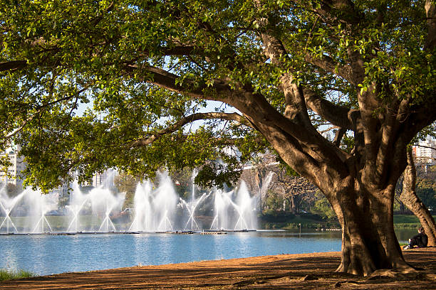 Ibirapuera Park Sao Paulo, Brazil, august 05, 2011. woman watching the lake fountain Ibirapuera, Sao Paulo south zone ibirapuera park stock pictures, royalty-free photos & images