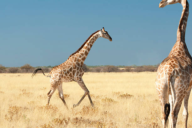 Giraffe running across open plains, world's tallest animal,  Etosha National Park, Namibia, Africa