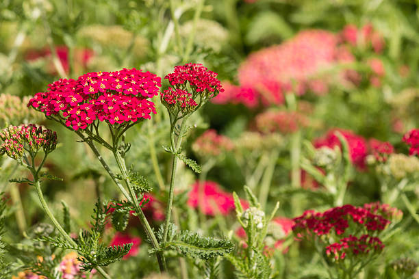 istock pink yarrow flowers 491059124