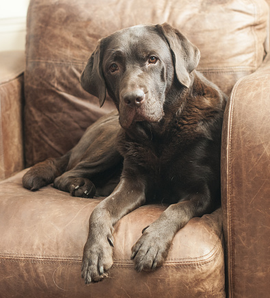 chocolate Labrador on brown leather chair