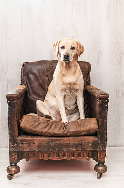 istock yellow lab on vintage chair 491059252