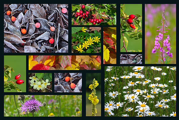 istock Four Seasons of Colour Collage 491059632