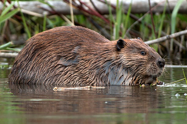 istock Wild beaver on Bear Creek Colorado 491061493