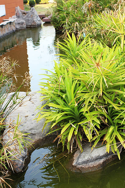 istock the plant and water 491061863