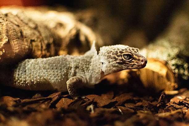 Free Stock Photo of Juvenile tokay gecko shedding its skin | Download ...