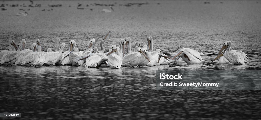 White Pelicans at Panguitch B&W A flock of migrating White Pelicans (Pelecanus erythrorhynchos) rest at Panguitch Lake, Utah. American White Pelican Stock Photo