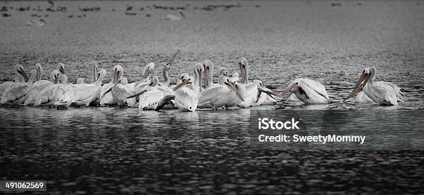 White Pelicans At Panguitch Bw Stock Photo - Download Image Now - American White Pelican, Animal, Animal Wildlife