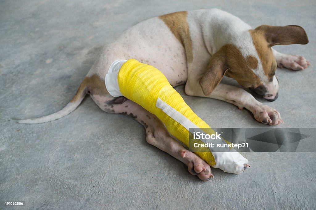 Can I Splint My Dogs Leg can-i-splint-my-dogs-leg