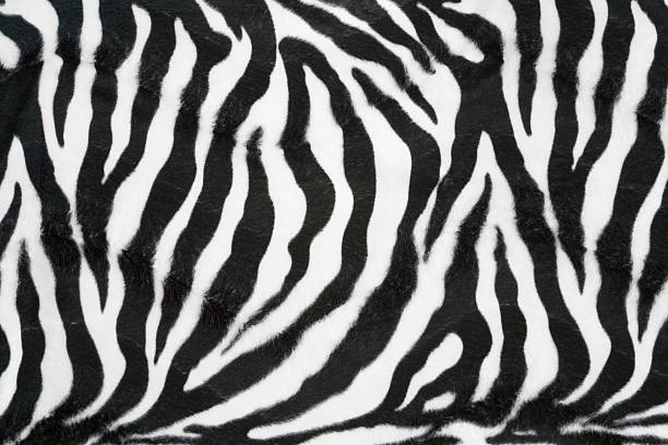 zebra textur hintergrund - animal print pictures stock-fotos und bilder