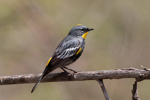 A Yellow-rumped Audubon warbler hunts for insects along the Plum Creek in Chatfield Reservoir State Park in Colorado.