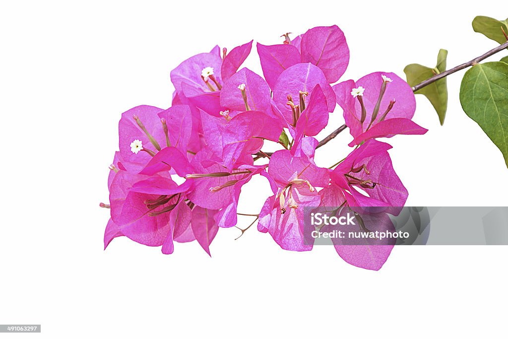 Pink bougainvillea isolated Pink bougainvillea isolated on a white background Flower Stock Photo