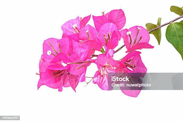 Pink Bougainvillea Isolated Stock Photo - Download Image Now - Flower, Vine - Plant, Beauty In Nature