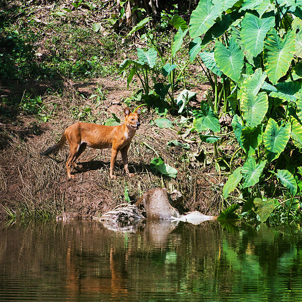 istock Asian wild dogs eating a deer carcass 491063711