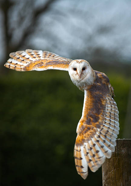 Barn Owl In Flight stock photo